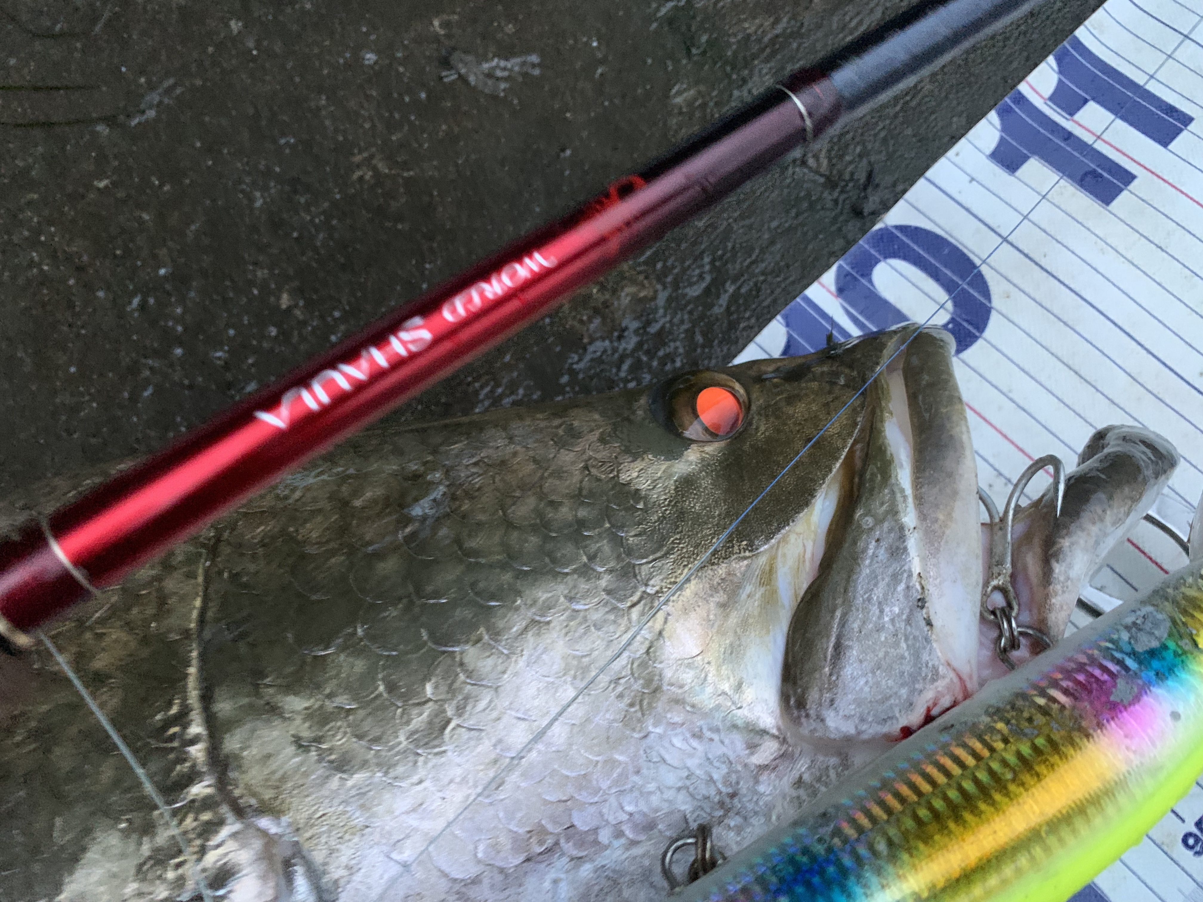 ワールドシャウラ1785RS2インプレ | アカメブログ