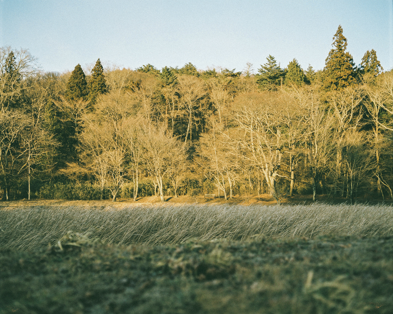 Plaubel makina67（プラウベルマキナ）を買ったので作例をご紹介します