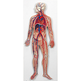 血管系模型（血液循環系模型）｜ヤガミ 商品検索システム