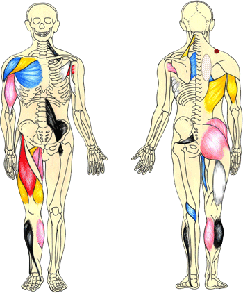 はり灸治療慈光院ホームページ 経絡治療（筋診断法について） 昭島市拝島