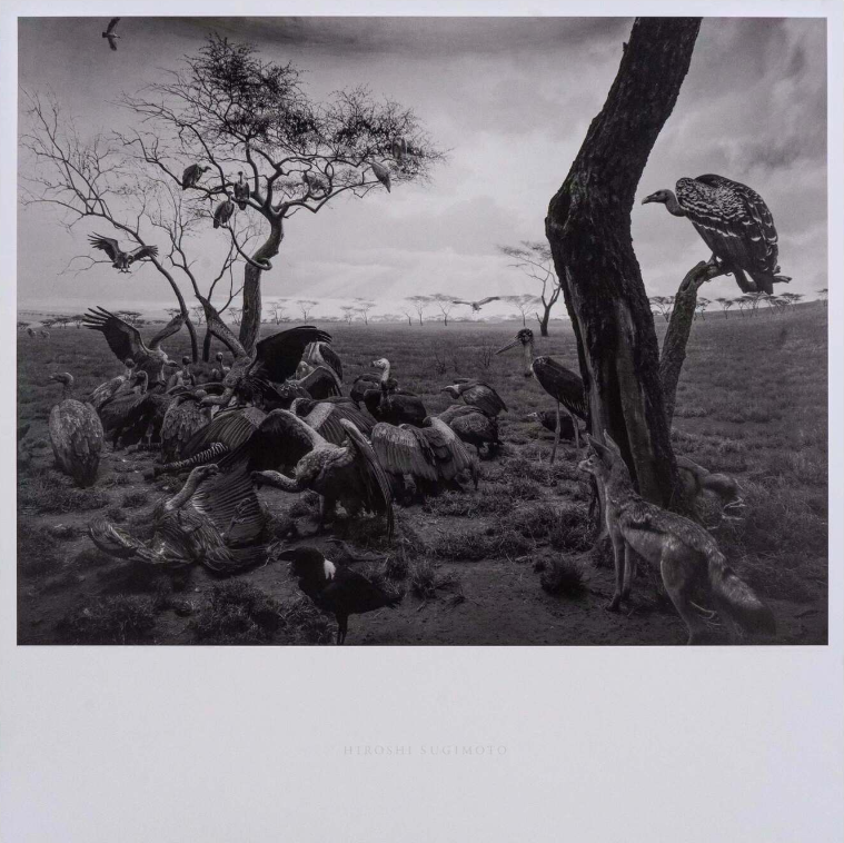 Hyena?Jackal?VultureHyena?Jackal?Vulture|杉本博司Hiroshi Sugimoto