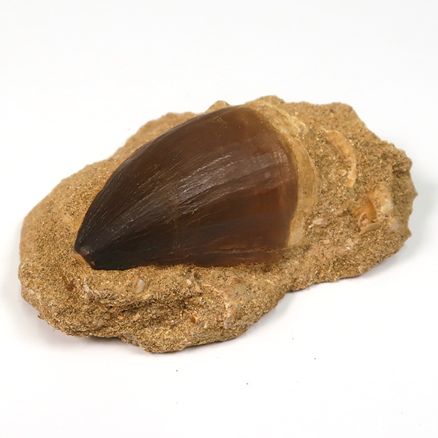 モササウルスの歯（Mosasaurus）｜化石販売・鉱物販売の東京サイエンス