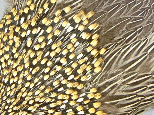 Anglers Paradise【フライフィッシングショップ アングラーズ