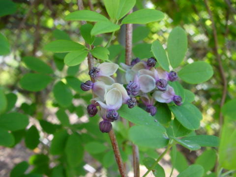 跡見群芳譜(樹木譜 アケビ)