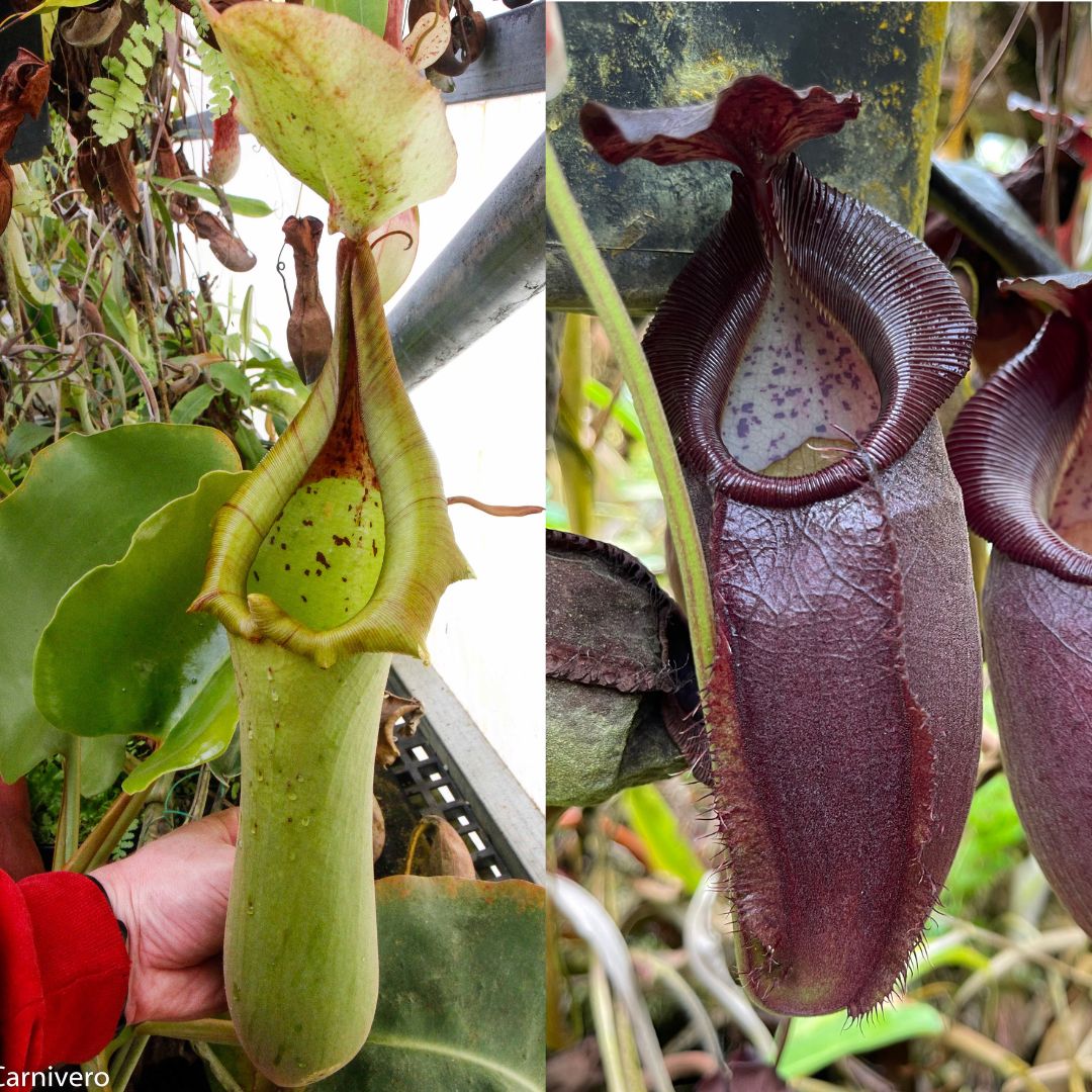 Nepenthes truncata JB x (spathulata x gymnamphora) -purple, CAR