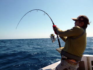 ロッドベルト サポートベルト ギンバル カーペンター carpenter γ op