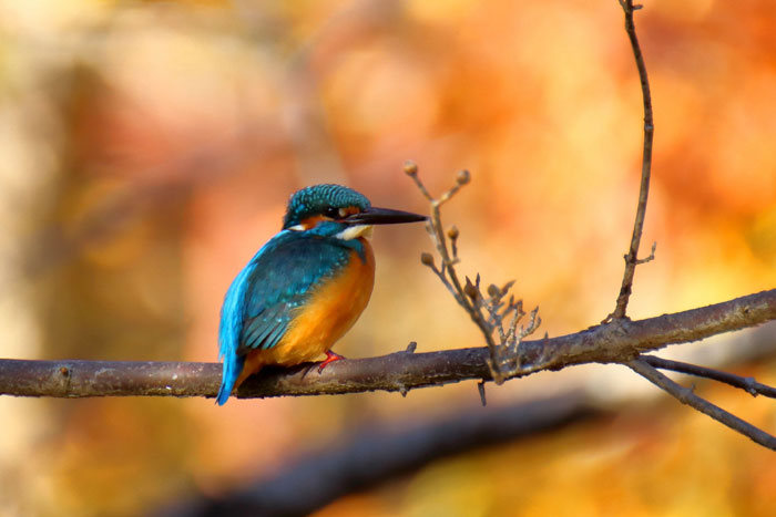 野鳥シリーズ③ カワセミ | あきた森づくり活動サポートセンター
