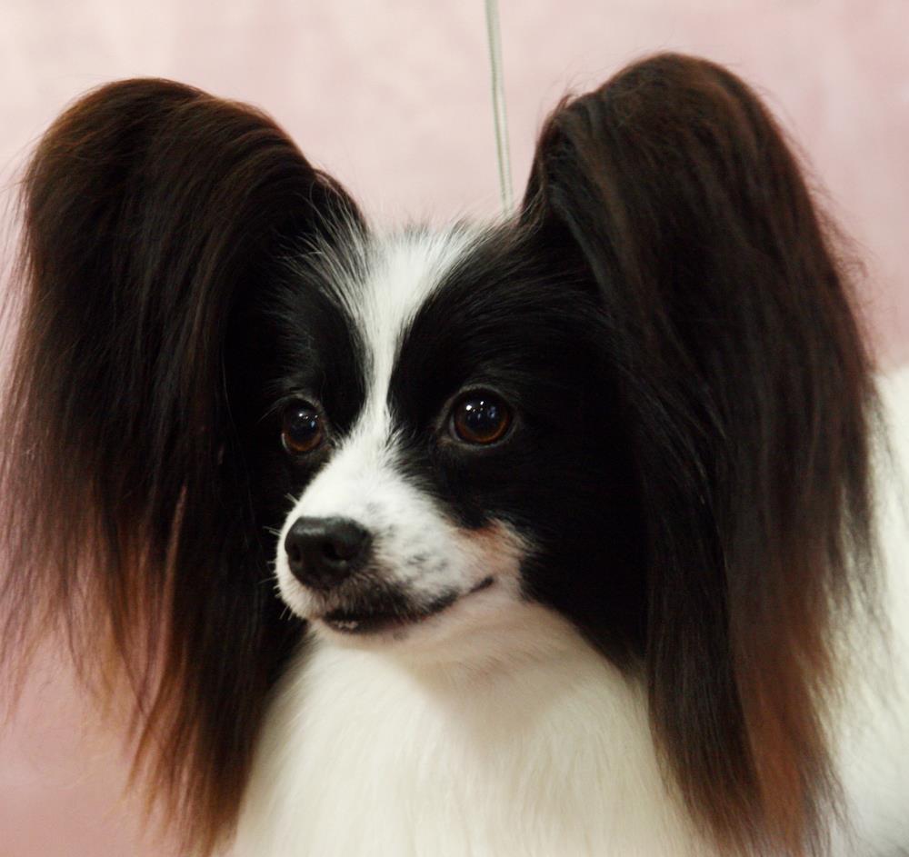 なみ ななみ C|パピヨンのトップブリーダー