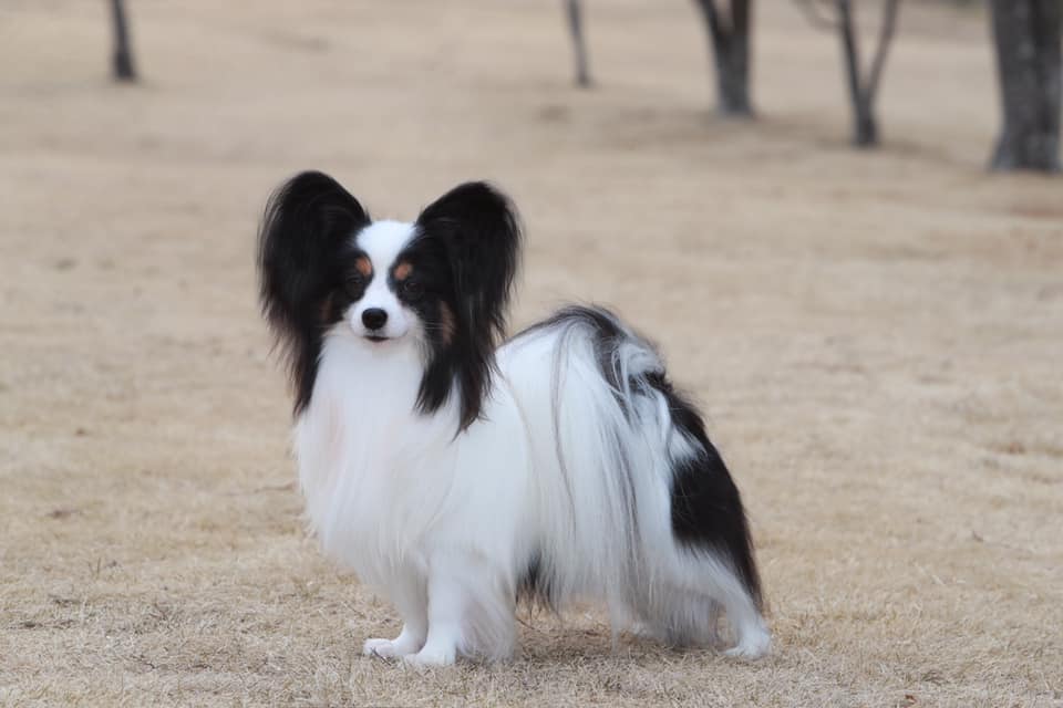 3年連続パピヨン犬オス、メス完全制覇日本一受賞|パピヨンのトップ