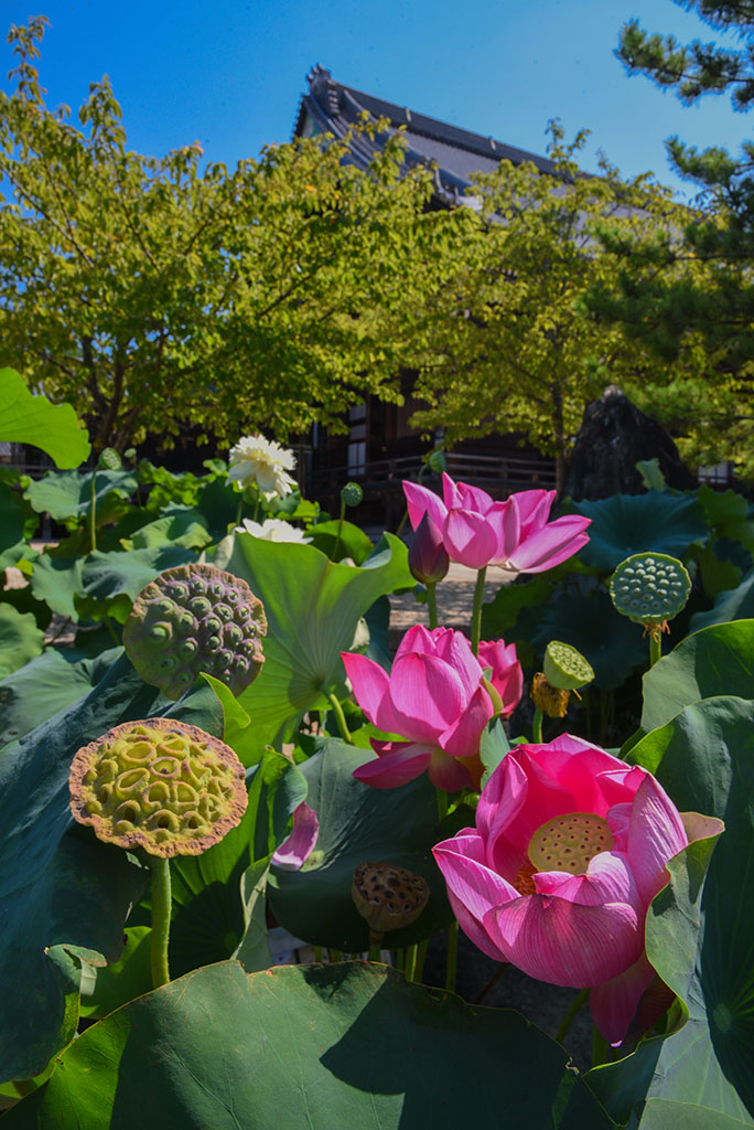令和6年の蓮｜真宗高田派本山 専修寺