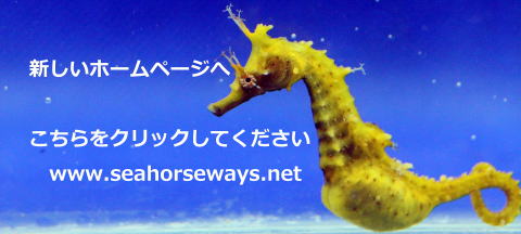 番所鼻自然公園のタツノオトシゴハウス