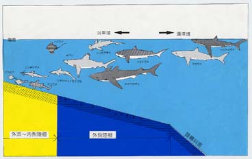 掛川のサメの歯化石