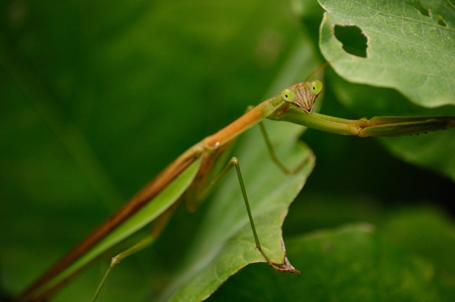 AF-S DX NIKKOR 55-300mm f/4.5-5.6G ED VR レビュー