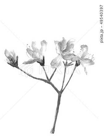 ツツジ 花 春 4月 水墨画 墨絵のイラスト素材 [49540397] - PIXTA