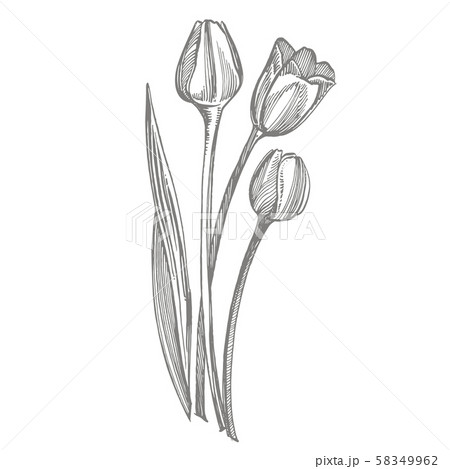 Tulip flower graphic sketch illustration.のイラスト素材