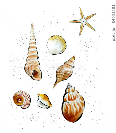 貝,砂浜のイラスト素材 [84031581] - PIXTA
