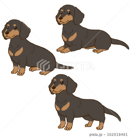 ダックスフンドの色々な姿勢（スムースコート、ブラックタン）の