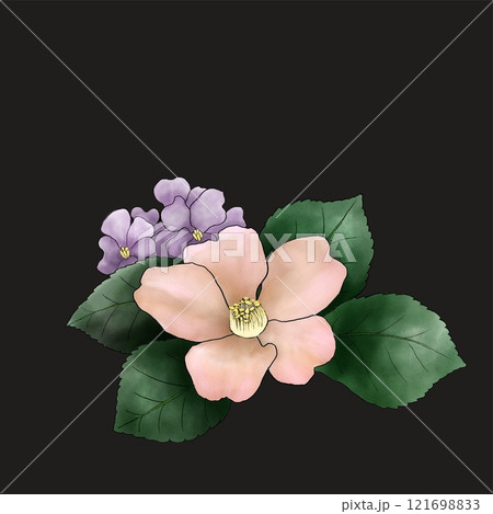 黒い背景に咲くピンクの椿、淡いピンク色の椿と花大根の花、淡いピンク