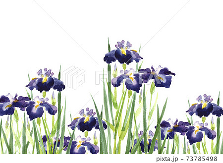 水彩 水彩画 菖蒲 花の写真素材 - PIXTA