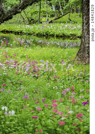 九輪草の写真素材 - PIXTA