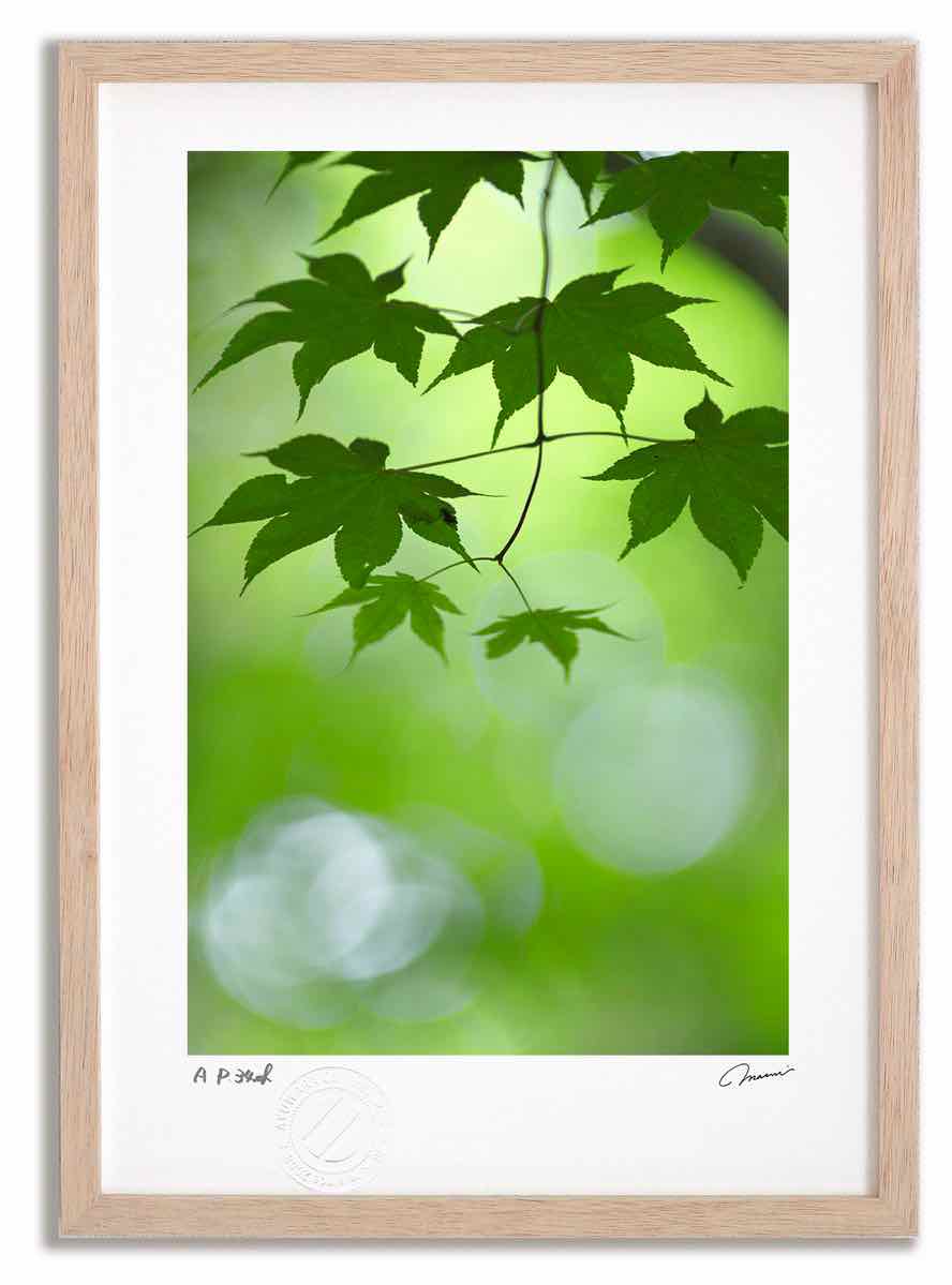 楽天市場】アートフォト 絵画 緑2 高橋真澄/インテリア 額入り 額装込