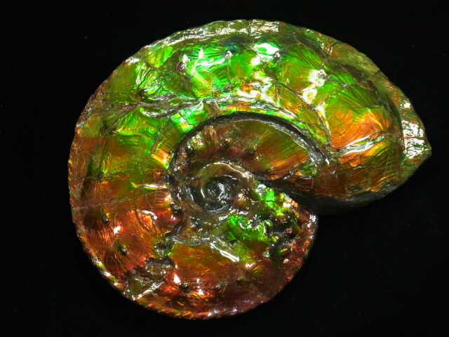 楽天市場】アンモライト原石標本 : アンモライト研究所