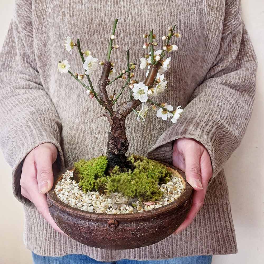 楽天市場】白梅 ( はくばい ) 盆栽 信楽焼茶鉢 ミニ盆栽 BONSAI