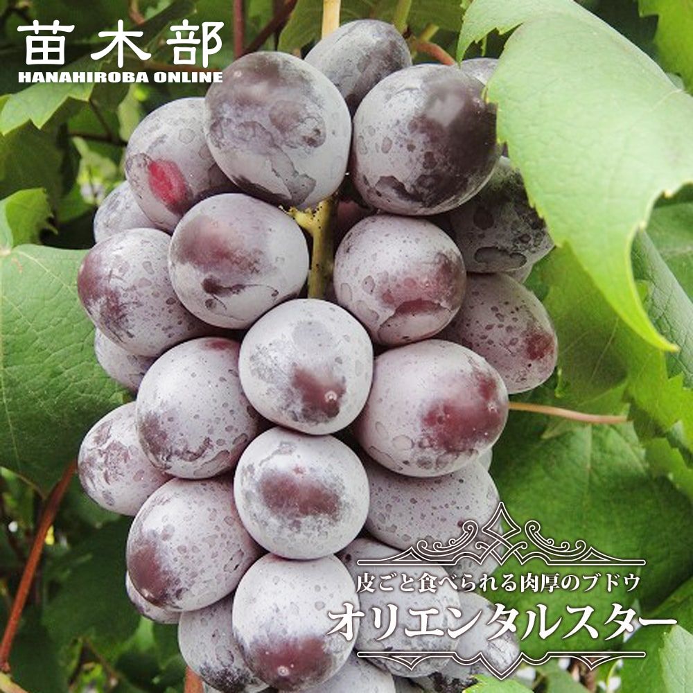 楽天市場】【オリエンタルスター】 ぶどう 1年生接木苗 ウィルスフリー