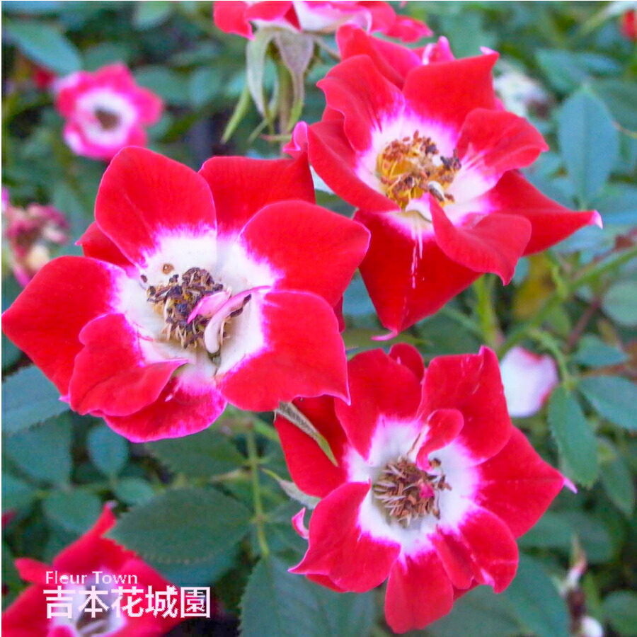 楽天市場】バラ苗 リトルアーチスト つるバラ クライミング ローズ 赤