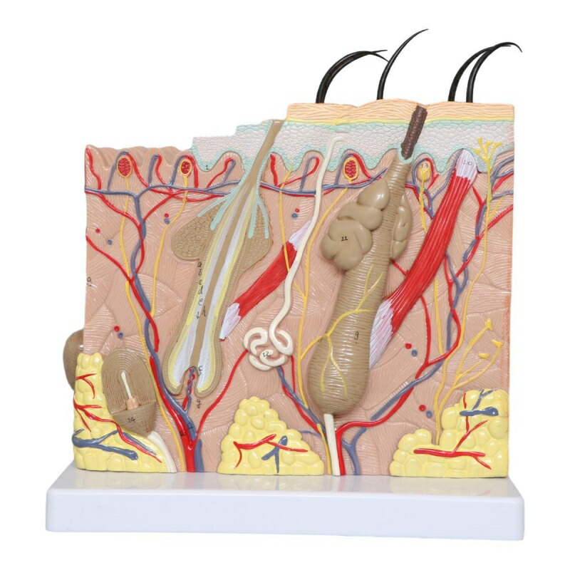 楽天市場】人体模型 血管の通販