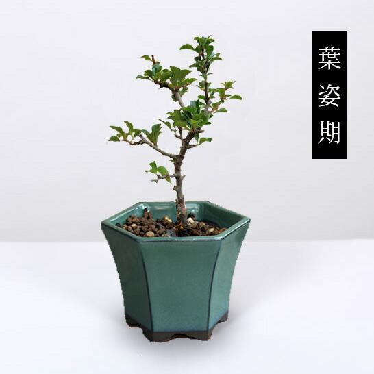 楽天市場】ミニ盆栽：長寿梅*(みどり反六角陶器鉢) 花盆栽木瓜ぼけ赤花