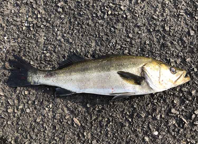 20 ルビアス LT3000-XHのスペックとインプレ | 釣りクラウド