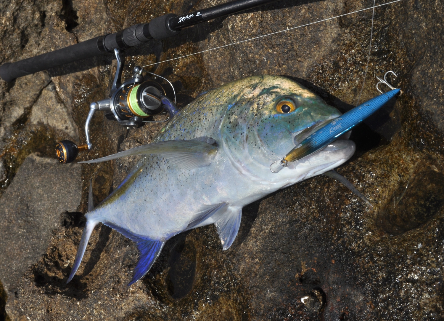 BlackAddiction 1011 (HIRA Model) | TRUTH JAPAN