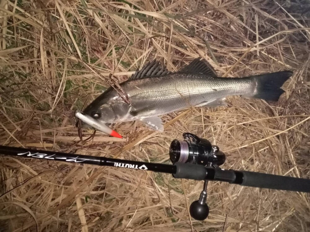 有明河川シーバス (Permission97SMH) | TRUTH JAPAN