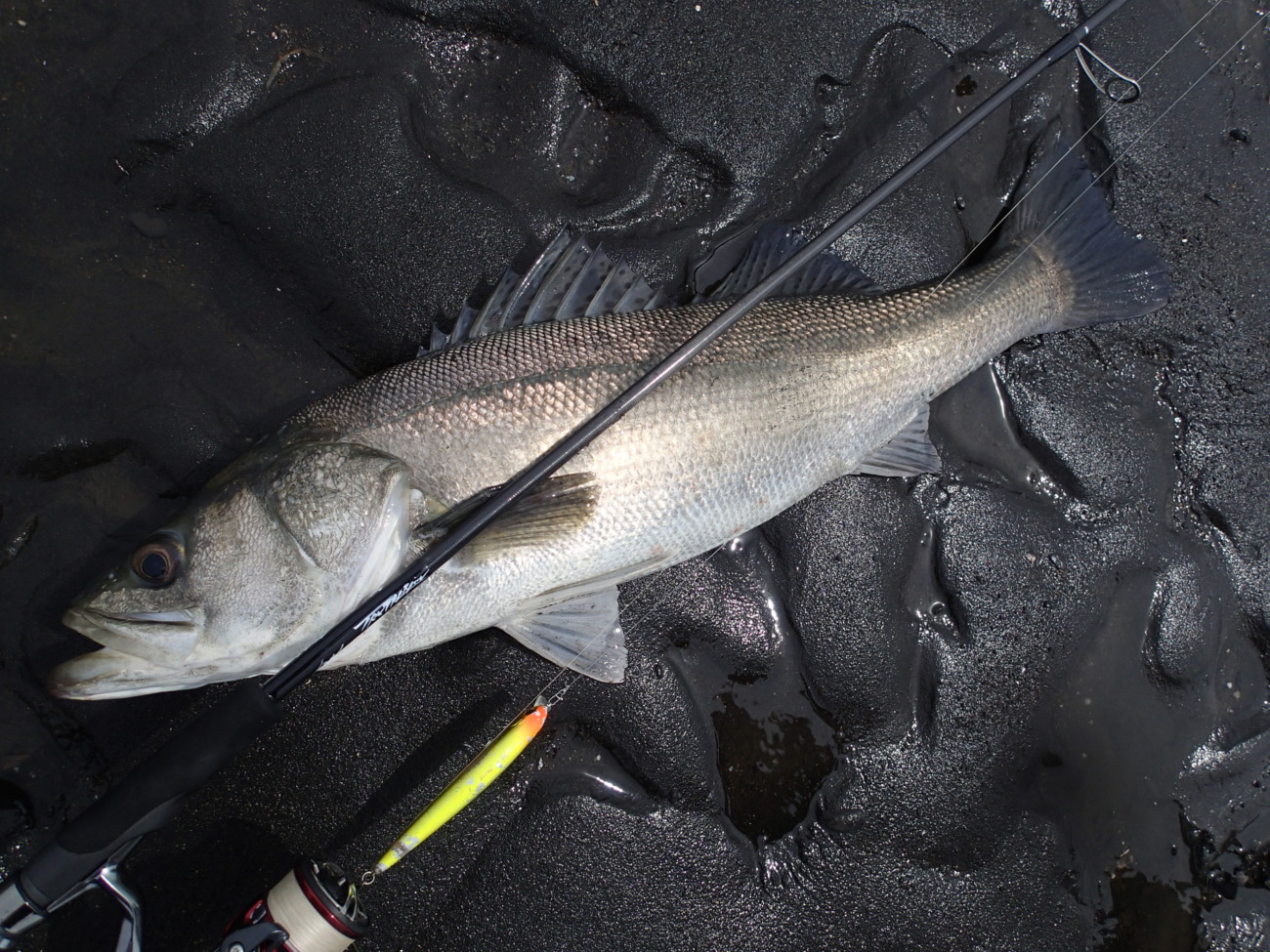 Trump711 S3 EDITION | TRUTH JAPAN