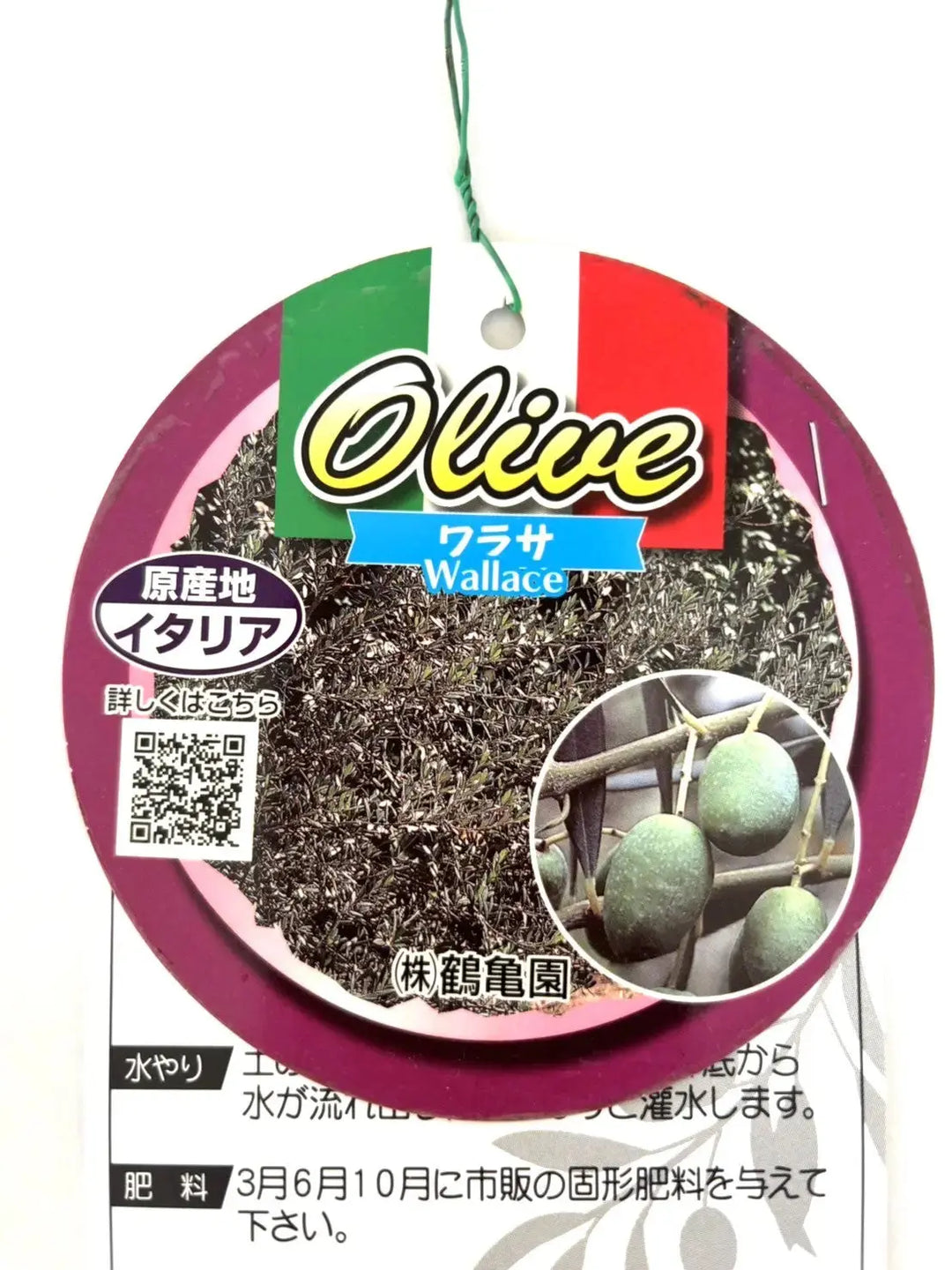 ワラサ Mサイズ 約145cm NO.10495 オリーブの木 希少品種 - 株式会社鶴亀園