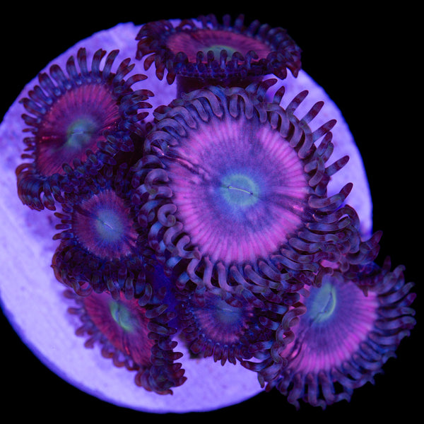 Grand Master Krakatoa Zoanthid Coral (GMK Zoa) | Buy Live Coral