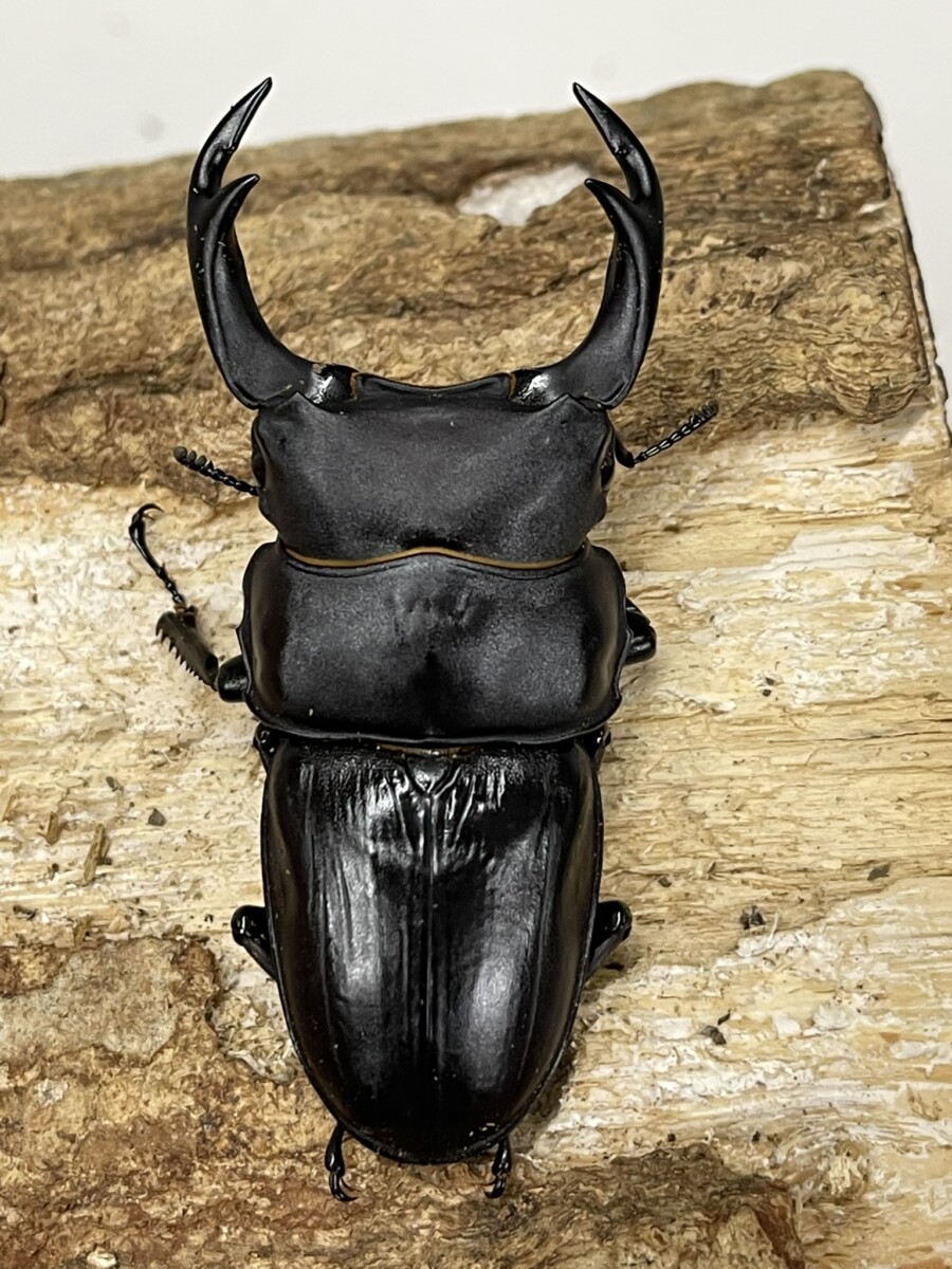 国産オオクワガタ 阿古谷 76ミリペア - クワガタ横丁