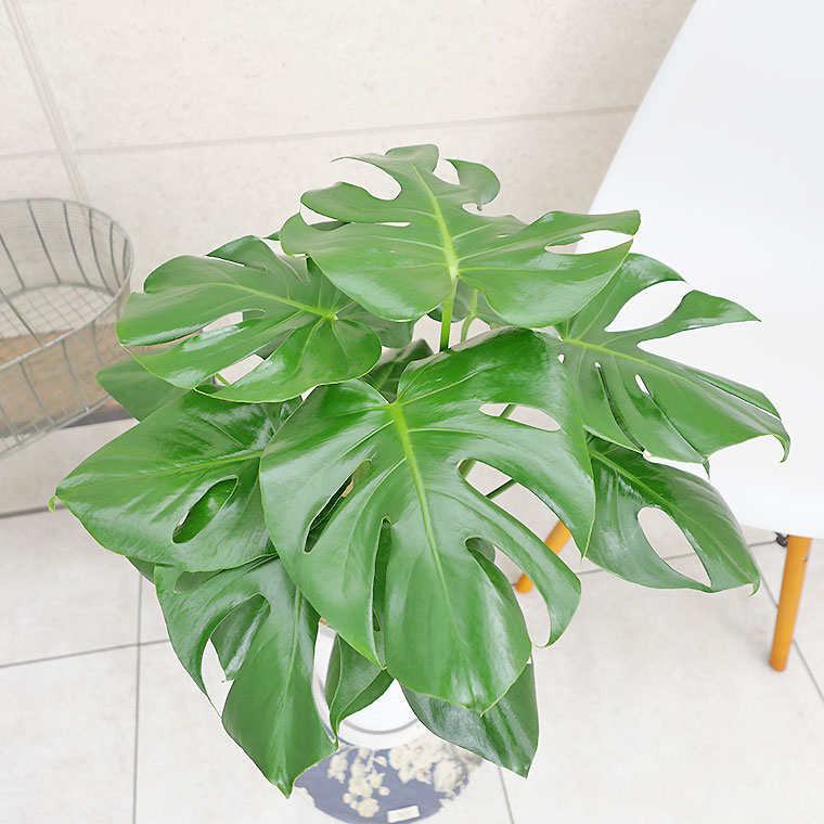 モンステラ 樹脂製鉢植え（12AH22） 観葉植物と植木鉢の専門店cocolate