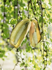 アケビ属 | Corvet Photo Agency