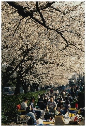 つどいと散策の畑灌桜(はたかんざくら)｜座間市ホームページ