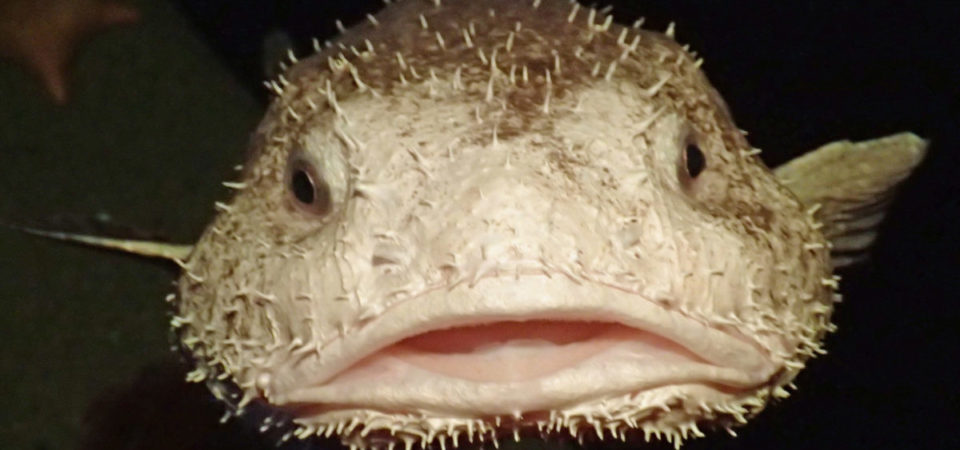 ニュウドウカジカ｜生き物紹介｜アクアマリンふくしま