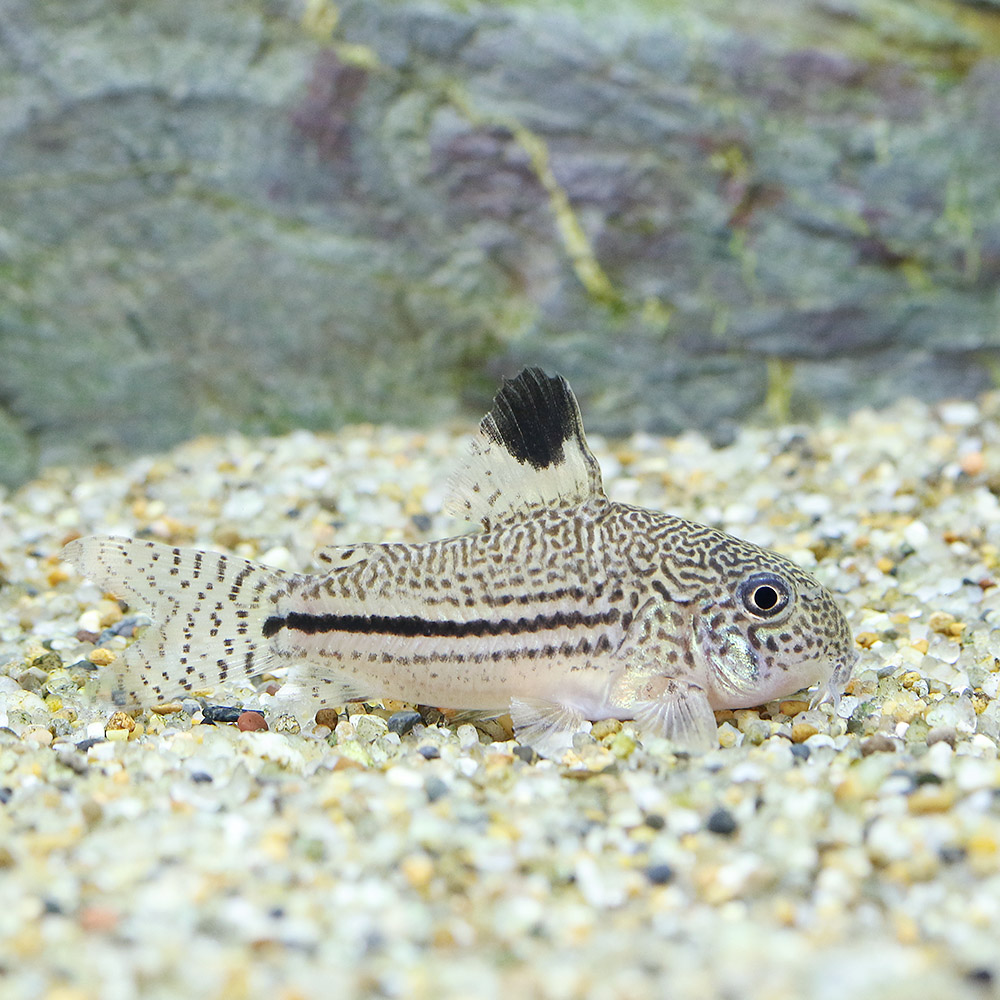 こりどらす 淡水魚】大特価 激レア コリドラス sp CW164 ワイルド【1匹 サンプル