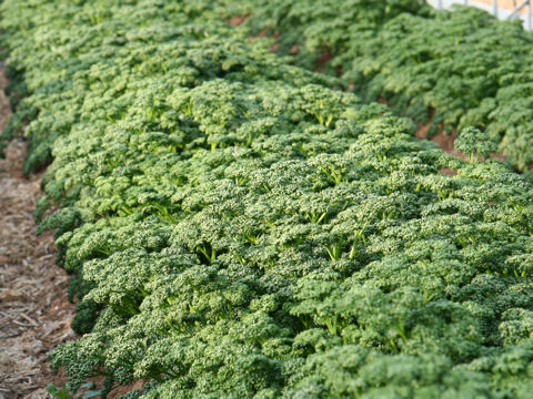 パセリ (Petroselinum crispum)