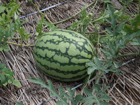 スイカ (Citrullus lanatus)