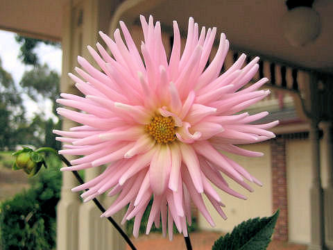 ダリア (Dahlia hybrida)