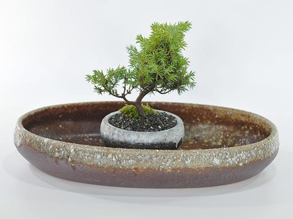 水盤楕円茶を販売｜盆栽妙 – 盆栽妙 本店