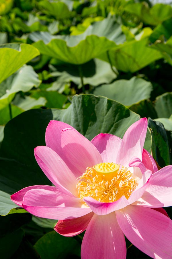 伊佐沼公園（川越市）古代蓮／公園へ行こう！