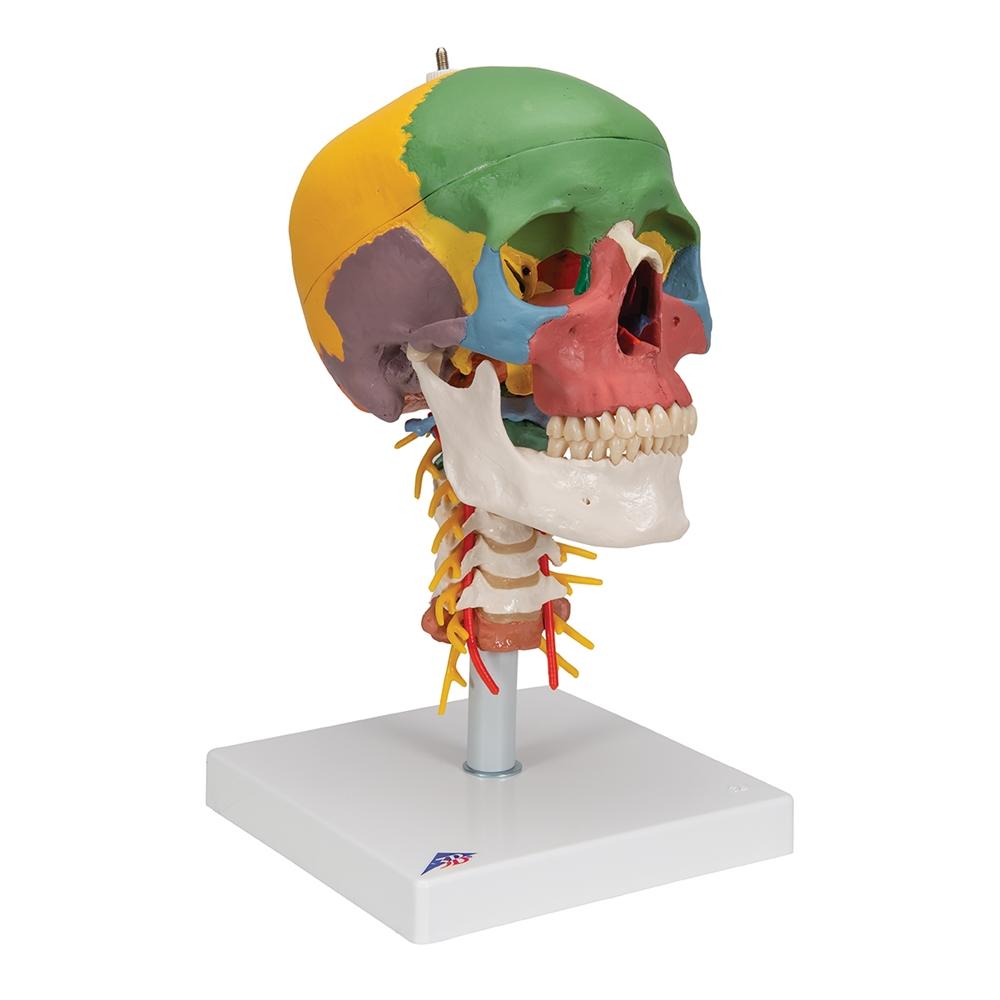 Didactic Skull Model on Cervical Spine, 4 part – GTSimulators.com