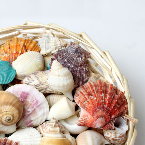 オブジェ 貝殻セット DX || 通販・販売